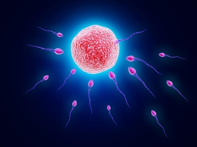 Research fertilizing eggs without sperm