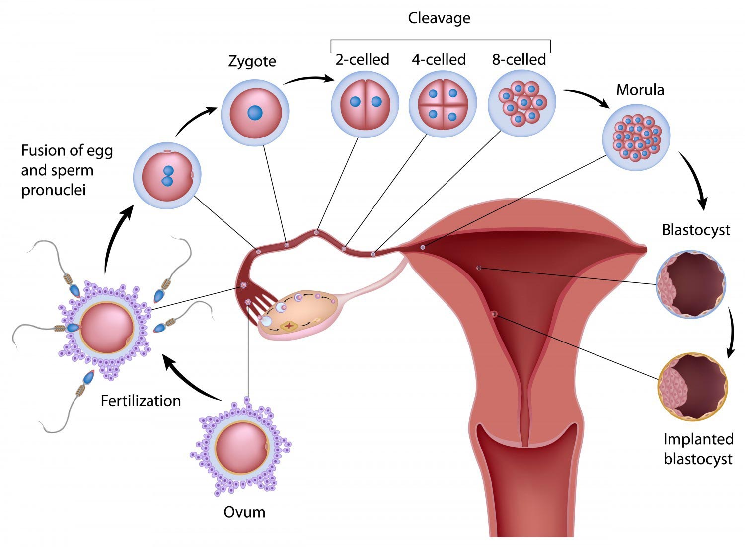 Fertilization1500 x 1102